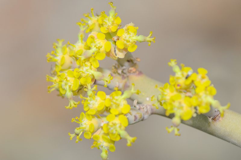 Euphorbia schimperi, photographed by Morten Ross