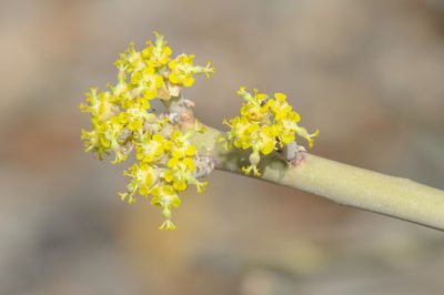 Euphorbia schimperi, photographed by Morten Ross