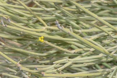 Euphorbia schimperi, photographed by Morten Ross