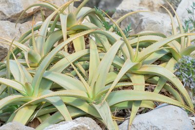 Aloe perryi