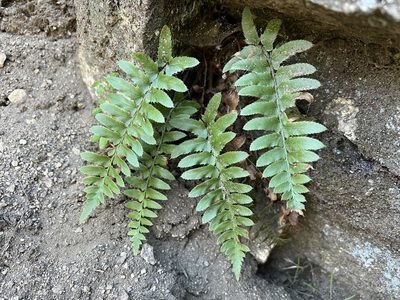 Polystichum imbricans, photographed by nmoorhatch