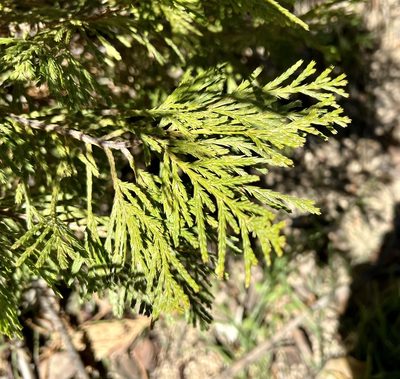 Calocedrus decurrens, photographed by nmoorhatch