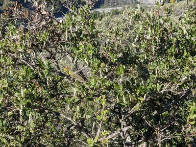 Garrya elliptica, photographed by joergmlpts