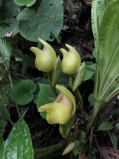 Anguloa dubia, photographed by Skjold Søndergaard