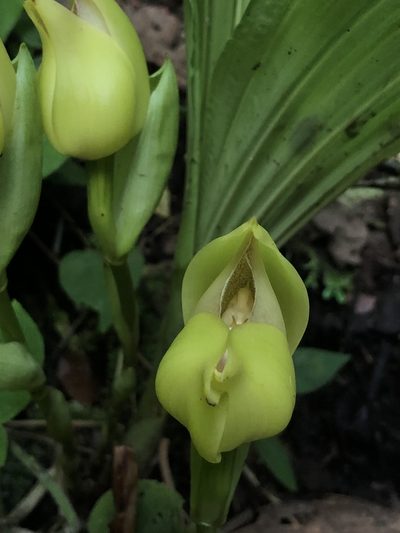 Anguloa dubia, photographed by Skjold Søndergaard