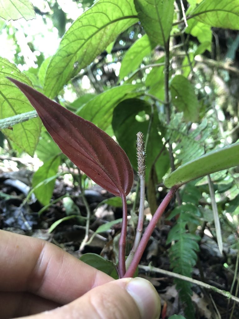 Peperomia sympodialis, photographed by Skjold Søndergaard