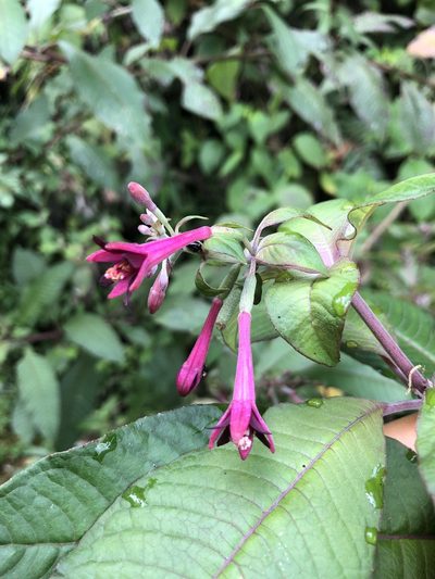 Fuchsia nigricans, photographed by Skjold Søndergaard