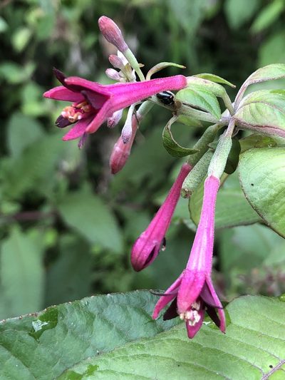 Fuchsia nigricans, photographed by Skjold Søndergaard