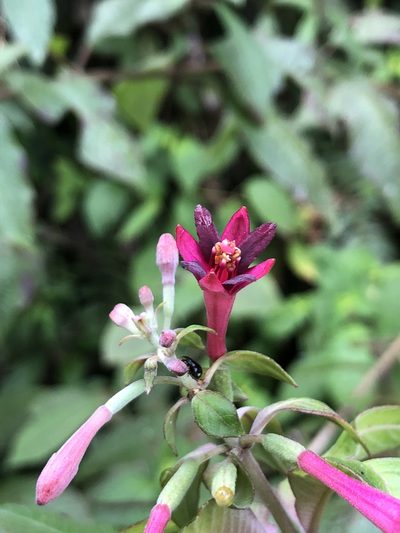 Fuchsia nigricans, photographed by Skjold Søndergaard