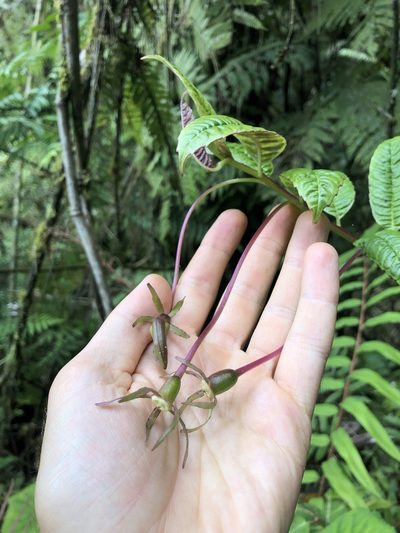 Burmeistera succulenta, photographed by Skjold Søndergaard