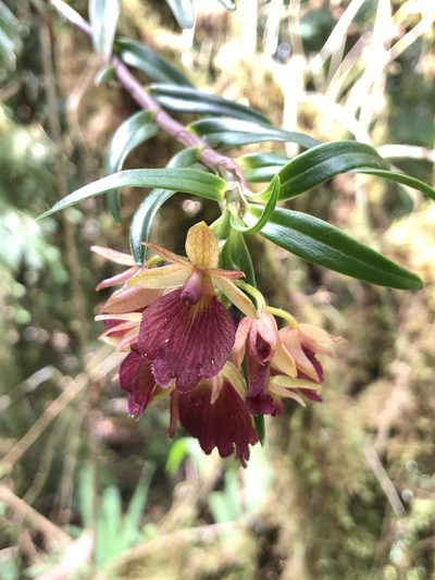 Epidendrum cleistocoleum, photographed by Skjold Søndergaard