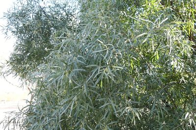Searsia lancea, photographed by Mike Ostrowski