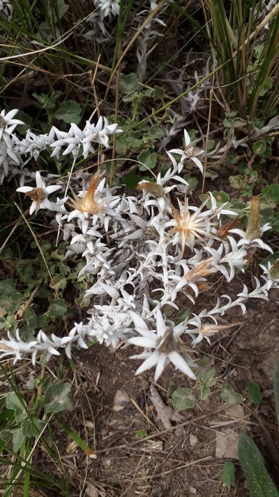 Lucilia acutifolia, photographed by Mateo Cocimano