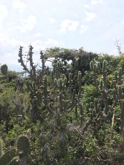 Austrocylindropuntia cylindrica, photographed by Ben Pritchard