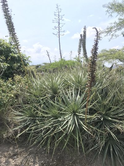 Puya aequatorialis, photographed by Ben Pritchard