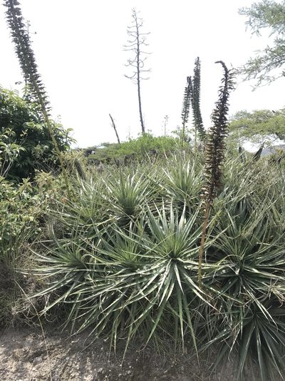 Puya aequatorialis, photographed by Ben Pritchard