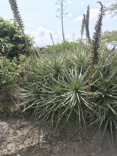Puya aequatorialis, photographed by Ben Pritchard