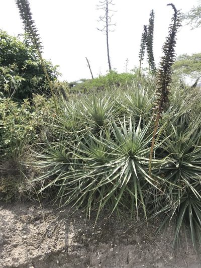 Puya aequatorialis, photographed by Ben Pritchard