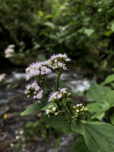 Fleischmannia pycnocephala, photographed by Skjold Søndergaard