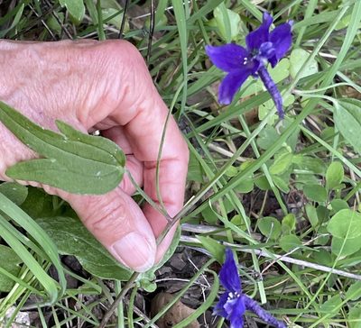 Delphinium patens, photographed by Irene