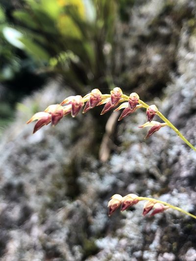 Specklinia gracillima, photographed by Skjold Søndergaard
