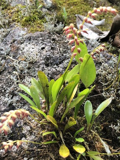 Specklinia gracillima, photographed by Skjold Søndergaard