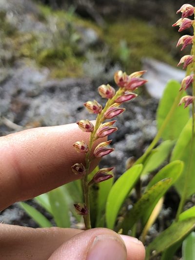 Specklinia gracillima, photographed by Skjold Søndergaard