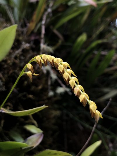 Specklinia gracillima, photographed by Skjold Søndergaard
