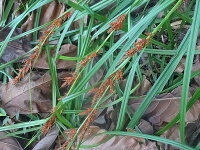 Carex baccans, photographed by 雲一百香果