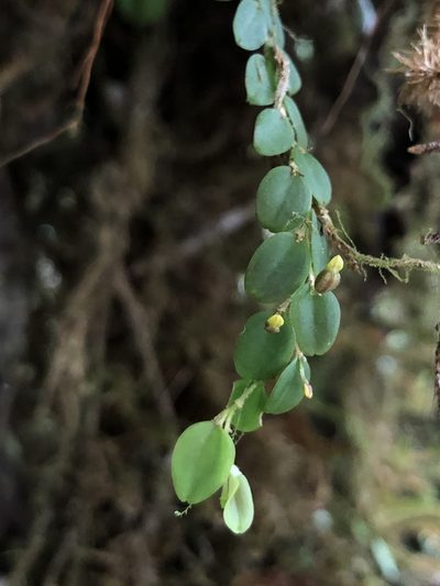 Andinia nummularia, photographed by Skjold Søndergaard