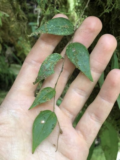 Sphyrospermum buxifolium, photographed by Skjold Søndergaard