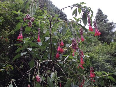 Fuchsia boliviana, photographed by Sue Carnahan