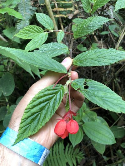Begonia kalbreyeri, photographed by Skjold Søndergaard