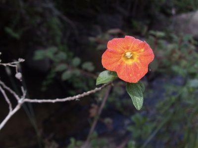 Streptosolen jamesonii, photographed by Sue Carnahan