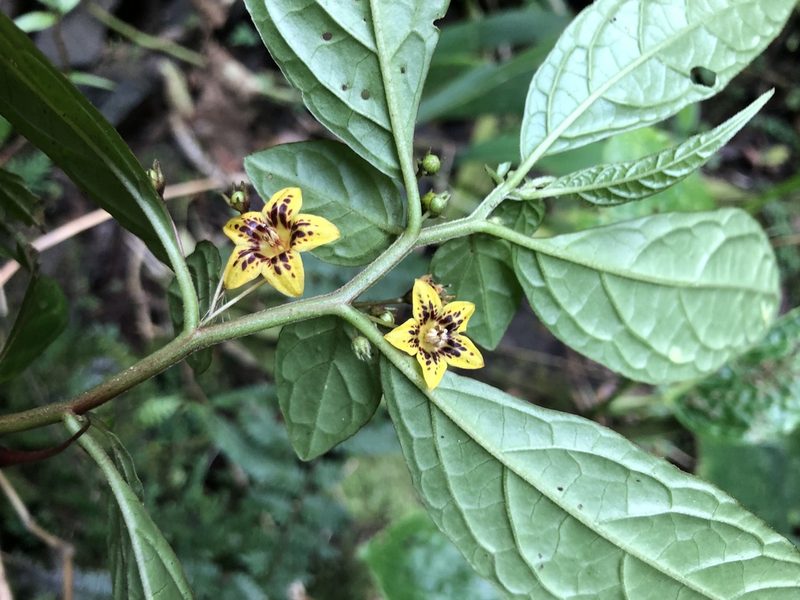 Capsicum geminifolium, photographed by Skjold Søndergaard