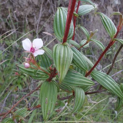 Monochaetum lineatum, photographed by Sue Carnahan