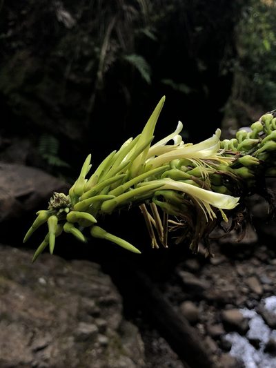 Pitcairnia trianae, photographed by Skjold Søndergaard
