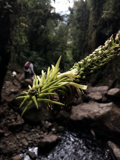 Pitcairnia trianae, photographed by Skjold Søndergaard