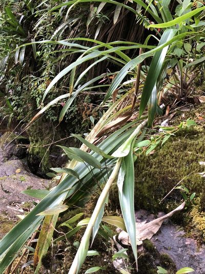 Pitcairnia trianae, photographed by Skjold Søndergaard