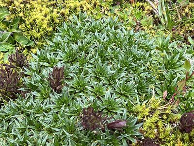 Plantago rigida, photographed by Sue Carnahan