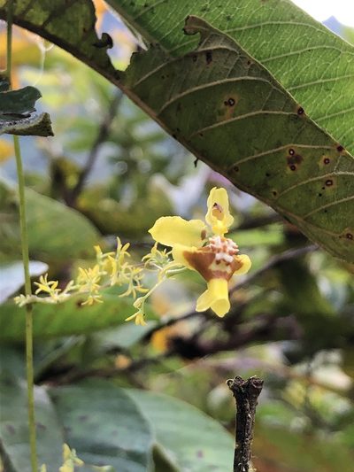 Oncidium adelaidae, photographed by Skjold Søndergaard