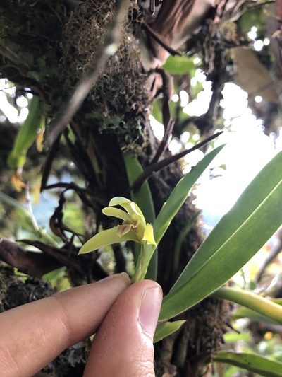 Maxillaria alpestris, photographed by Skjold Søndergaard