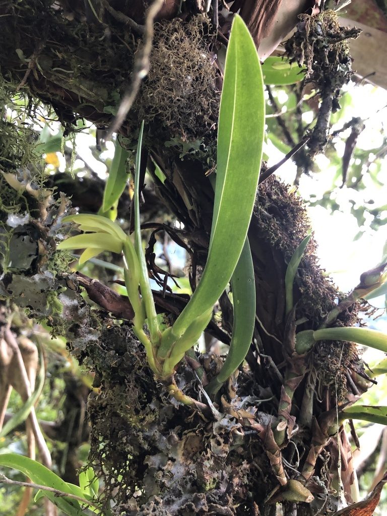 Maxillaria alpestris, photographed by Skjold Søndergaard