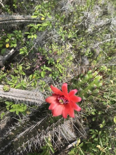 Borzicactus sepium, photographed by Ben Pritchard