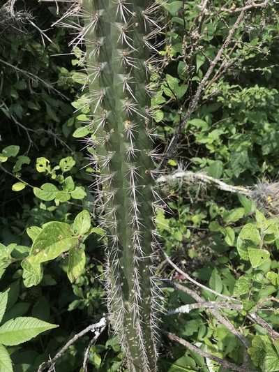 Borzicactus sepium, photographed by Ben Pritchard