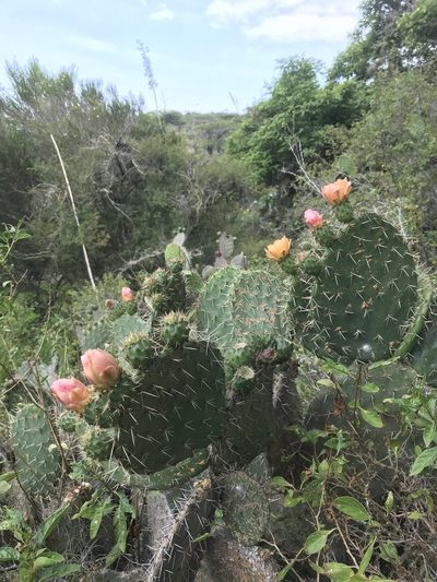 Opuntia soederstromiana, photographed by Ben Pritchard