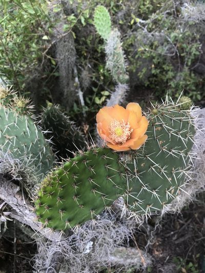 Opuntia soederstromiana, photographed by Ben Pritchard