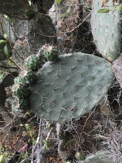Opuntia soederstromiana, photographed by Ben Pritchard