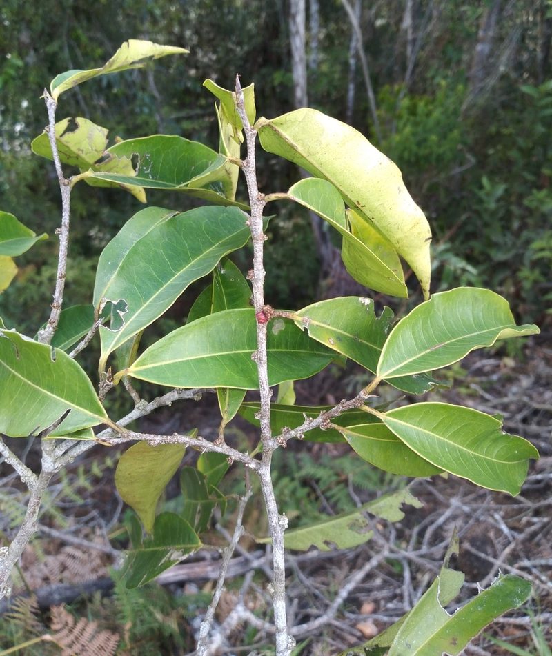 Erythroxylum citrifolium, photographed by Alfredo F. Fuentes Claros
