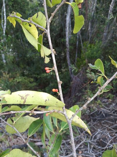Erythroxylum citrifolium, photographed by Alfredo F. Fuentes Claros